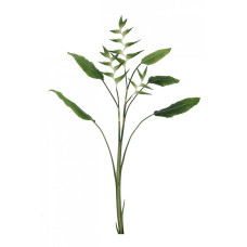 ELICONIA JESSYE X3F+5LEAVES ЗЕЛЕНЫЙ H172 ELICONIA JESSYE X3F+5LEAVES ЗЕЛЕНЫЙ H172