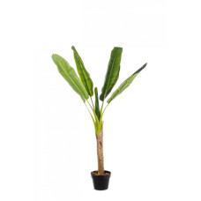 БАНАНОВОЕ РАСТЕНИЕ C-POT 7LEAVES H113 БАНАНОВОЕ РАСТЕНИЕ C-POT 7LEAVES H113