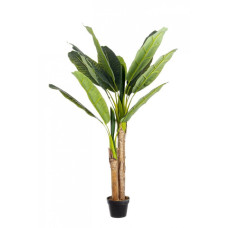 БАНАНОВОЕ РАСТЕНИЕ C-POT 14 ЛИСТЕЙ H135 БАНАНОВОЕ РАСТЕНИЕ C-POT 14 ЛИСТЕЙ H135