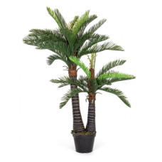 Пальмовое растение C-POT 36LEAVES 2TR H150 Пальмовое растение C-POT 36LEAVES 2TR H150
