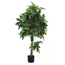 РАСТИТЕЛЬ PACHIRA AQUATICA C-POT 360F H160 РАСТИТЕЛЬ PACHIRA AQUATICA C-POT 360F H160