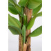 БАНАНОВОЕ РАСТЕНИЕ C-POT 22 ЛИСТА H240 БАНАНОВОЕ РАСТЕНИЕ C-POT 22 ЛИСТА H240